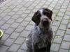 Ruhåret hønsehund Dina