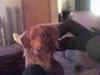 Nova scotia duck tolling retriever Basil