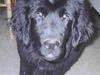 Newfoundlænder Moonshine lovers Bonnie [ Himmelhund]