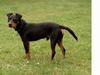 Tysk jagtterrier Balto (død)
