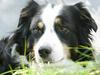 Australian shepherd Cool Running's Kira [ Himmelhund]