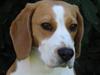 Beagle Beauty