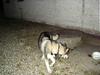 Alaskan malamute chilli