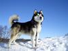 Alaskan malamute Asim
