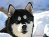 Alaskan malamute Ashanti