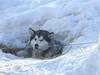 Alaskan malamute Lady 