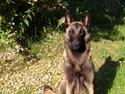 Malinois Yoko Isell