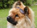 Eurasier Nemo (Beebob) R.I.P.