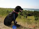 Labrador retriever blackie
