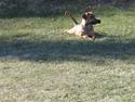 Cane corso Pippi R.I.P.