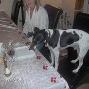 Dansk svensk gaardhund Mik (Også kaldet Boye)