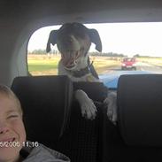 Dansk svensk gaardhund Mik (Også kaldet Boye)