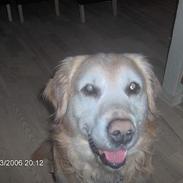 Dansk svensk gaardhund Mik (Også kaldet Boye)