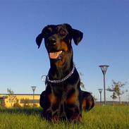 Dobermann Jotunheim´s Drome "Diser"