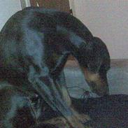 Dobermann Jotunheim´s Drome "Diser"