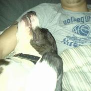 Amerikansk staffordshire terrier King