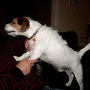 Jack russell terrier Gizmo