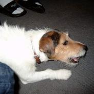 Jack russell terrier Gizmo