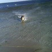 Blanding af racer Hannibal (amstaff)