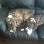 Blanding af racer Hannibal (amstaff)