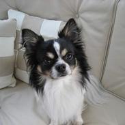 Chihuahua gismo tanja chantel og lille nala