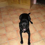 Labrador retriever Bess