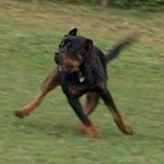 Rottweiler Mikki <'''3