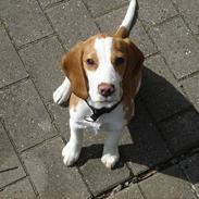Beagle lucky strike