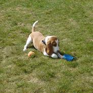 Beagle lucky strike