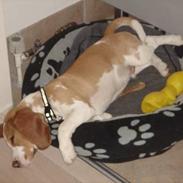 Beagle lucky strike