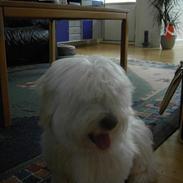 Coton de tulear Sofus