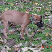 Blanding af racer Amstaff/Ambull Ticco