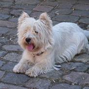 West highland white terrier Bølle R.I.P :(