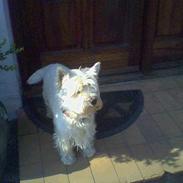 West highland white terrier Bølle R.I.P :(