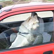 West highland white terrier Bølle R.I.P :(