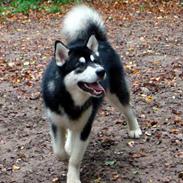 Alaskan malamute Chicko 