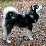 Alaskan malamute Chicko 