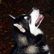 Alaskan malamute Chicko