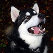 Alaskan malamute Chicko 