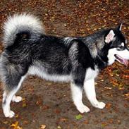 Alaskan malamute Chicko 