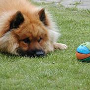 Eurasier Nemo (Beebob) R.I.P.