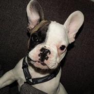 Fransk bulldog Mindi