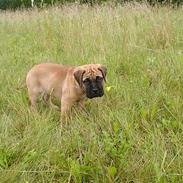 Bullmastiff Maggie