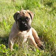 Bullmastiff Maggie