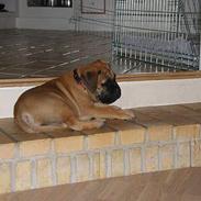 Bullmastiff Maggie