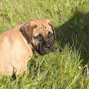 Bullmastiff Maggie