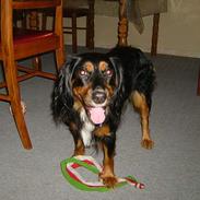 Blanding af racer Bailey