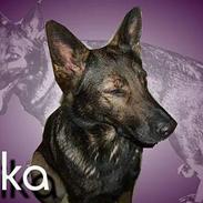 Schæferhund Tika