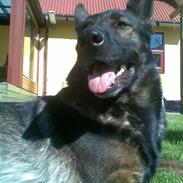 Schæferhund Tika