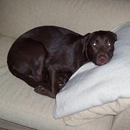 Labrador retriever Coco